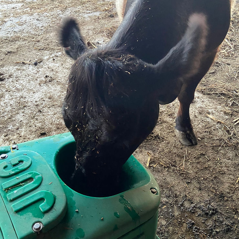 Cow Drinking out of JUG Waterer